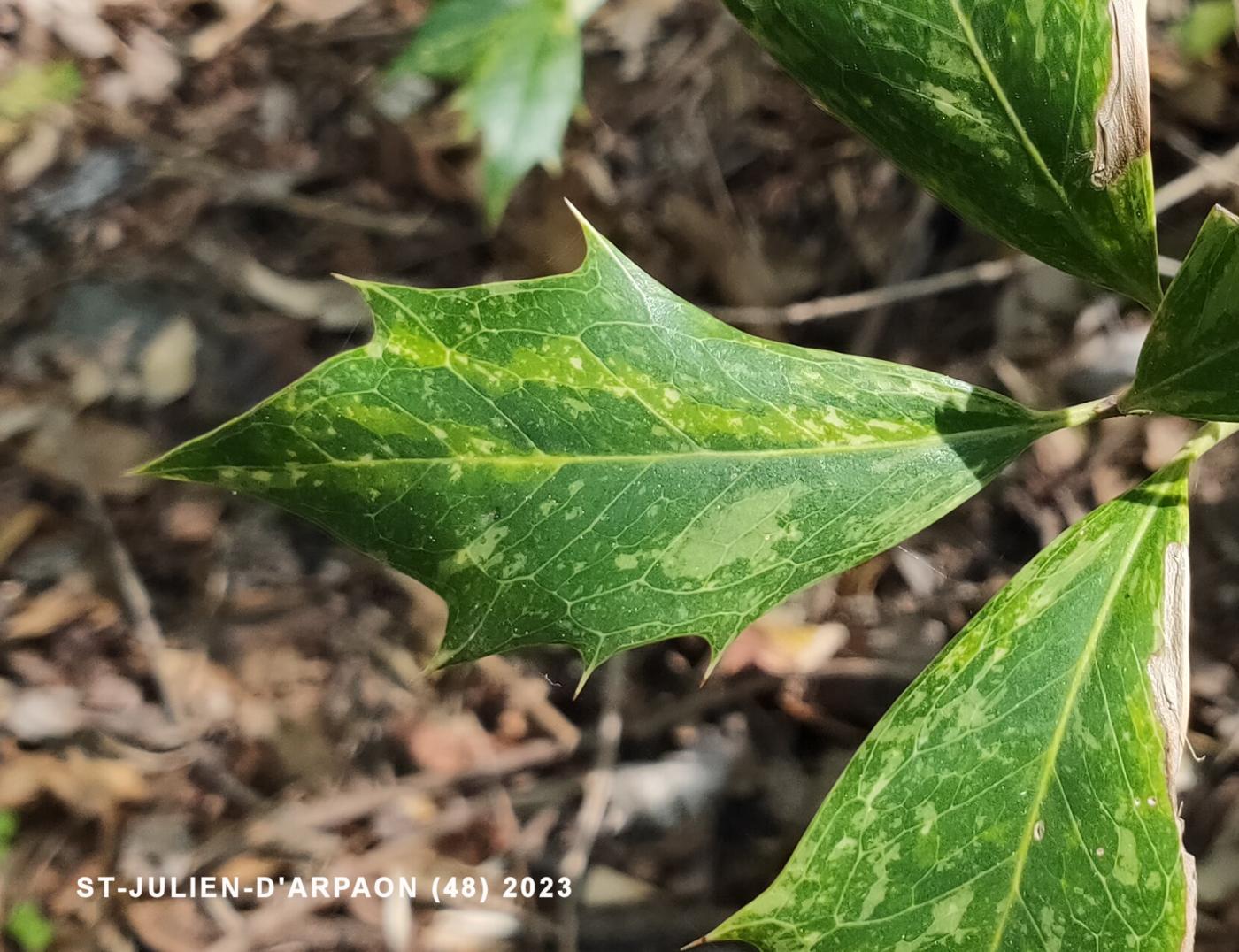 Osmanthus, Holly-leaved leaf